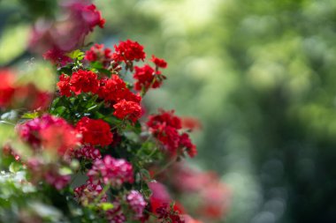 Ahşap Çitte Kırmızı Sardunya Çiçekleri