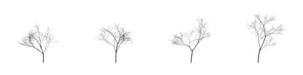 Quatre Arbres Vectoriels Réalistes Sans Feuilles — Image vectorielle