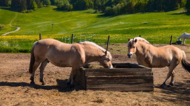 İki at, yeşil tepeler ve çayırlarla çevrili, parlak, güneşli bir çayırdaki ahşap bir yalaktan besleniyor. Çiftlik hayatını, doğayı ve huzurlu kırsal anları temsil eden sakin bir kırsal bölge..