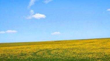 Uçsuz bucaksız mavi gökyüzünün altında serpilmiş çiçek açan sarı karahindibalarla dolu sakin bir kır manzarası. Renklerin canlı zıtlığı doğanın huzurunu ve güzelliğini taşır..
