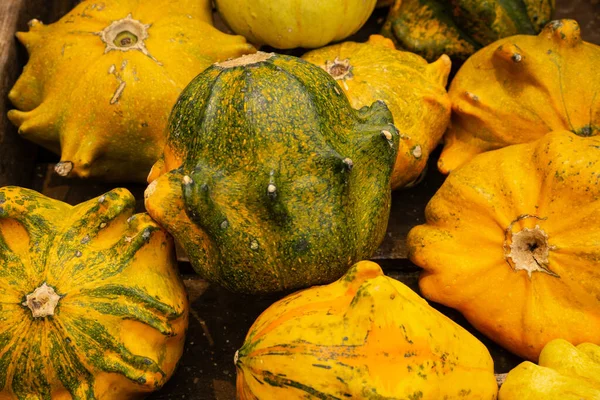 Doğal dokusu ve zengin sonbahar tonlarıyla yeşil ve sarı pattypan kabaklarının makro fotoğrafı. Mevsimsel üretimi, organik tarımı ve doğal gıda kavramlarını resmetmek için idealdir..