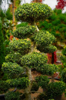 Dekoratif ağaç ağacının göz kamaştırıcı bir fotoğrafı. Yeşilli yeşil yaprakların güzel budanmış katmanları. Yumuşak doğal ışığa yakalanmış, uzman bahçe tasarımı ve doğadaki ekilmiş şekillerin güzelliğini sergiliyor..