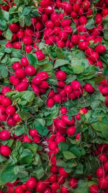 Canlı bir pazar ortamında parlak yeşil yapraklarla karıştırılmış kırmızı turpların detaylı bir yakın çekimi. Güçlü renkler ve doğal dokular tazeliği ve organik kaliteyi vurgular. Yiyecek temaları, tarım malzemeleri ve görsel beslenme için elverişli.