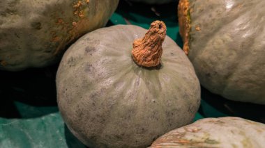 Gri bir kış kabağının doğal dokusunu ve kurumuş gövdesini gösteren detaylı bir yakın çekimi. Sönük renkler kırsal, organik bir his yaratıyor. Mutfak ya da tarımsal temalar için uygun. Mevsimlik gıda kavramları ve hasat ile ilgili görseller için ideal..