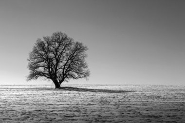 Yalnız ağaç snowly alanındaki