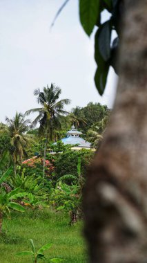 Cami uzaktan görülebilir.