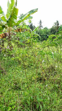 yeşil yabani otlar bol bol yetişir