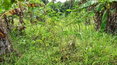 yeşil yabani otlar bol bol yetişir