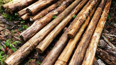 ormana odun parçaları