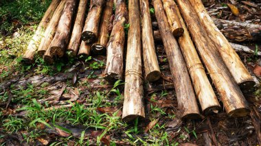 ormana odun parçaları