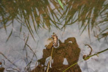a mole cricket insect eaten by a rice field snail