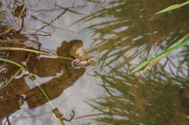 a mole cricket insect eaten by a rice field snail