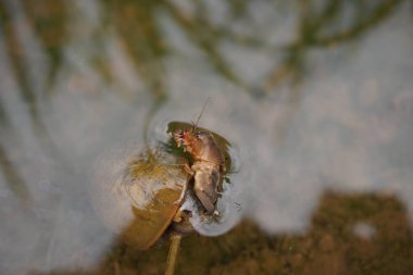a mole cricket insect eaten by a rice field snail