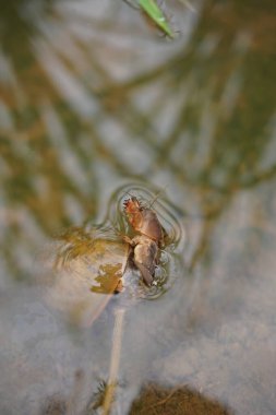 a mole cricket insect eaten by a rice field snail