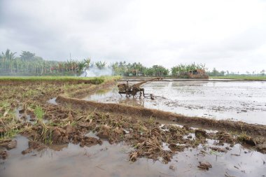 Pirinç tarlasında eski traktör