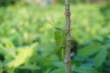 Sapında yeşil çekirge oturuyor.