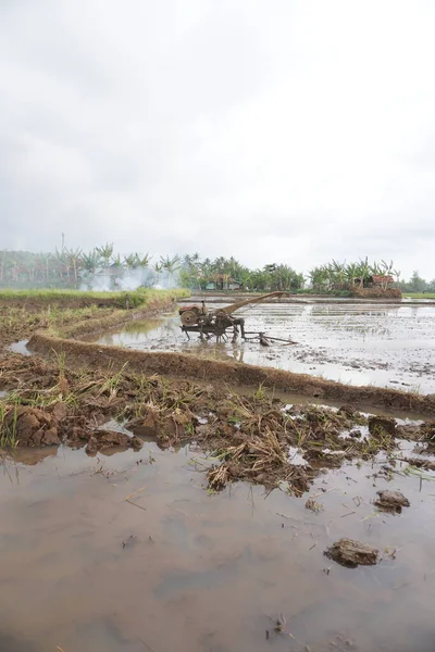 Pirinç tarlasında eski traktör