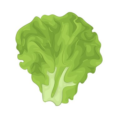 Lettuce is a leafy green vegetable commonly used in salads and sandwiches for its crisp texture and mild flavor.