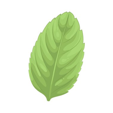 Mint is a fragrant herb with cool, refreshing leaves often used to flavor dishes, beverages, and desserts.