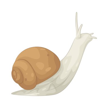 Salyangoz sarmalanmış kabuğu ile yavaş hareket eden bir yaratıktır. Sabrı ve istikrarlı sabrı simgeler..