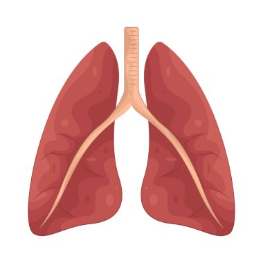 İnsan ciğerleri, solunum sırasında oksijen ve karbondioksit alışverişinden sorumlu organlardır.