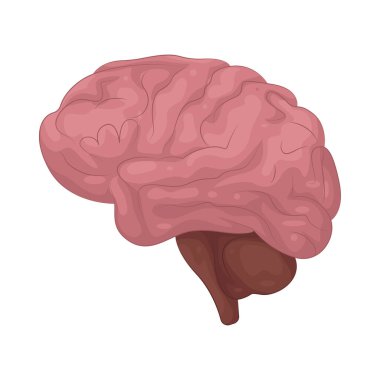 İnsan beyni, düşünce, duygu, hareket ve duyusal işlemleri düzenleyen vücudun kontrol merkezidir.