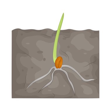 Tohumların, uygun nem ve sıcaklık koşulları altında yeni bir bitkiye dönüşme sürecidir.