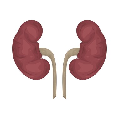 İnsan böbreği, atığı ve kandaki fazla sıvıyı filtreleyerek idrar oluşturan fasulye biçimli bir organdır..