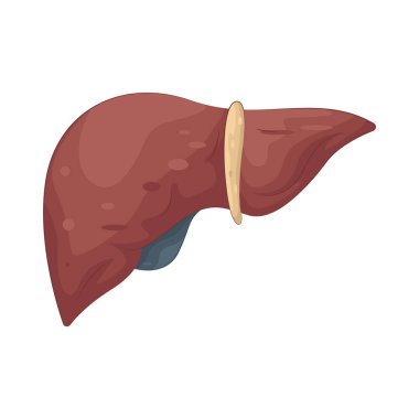 İnsan Karaciğeri besinleri işleyen, zararlı maddeleri detoks eden ve sindirim için safra üreten büyük bir organdır..