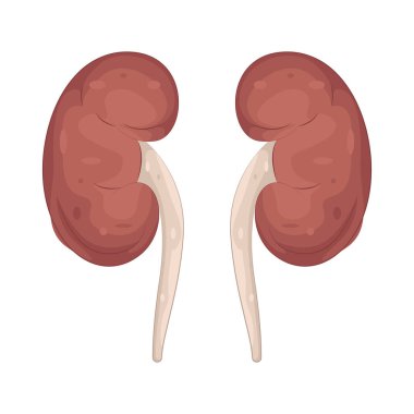 İnsan böbreği, atığı filtreleyen ve idrarı oluşturmak için kandan ekstra sıvı alan fasulye biçimli bir organdır..