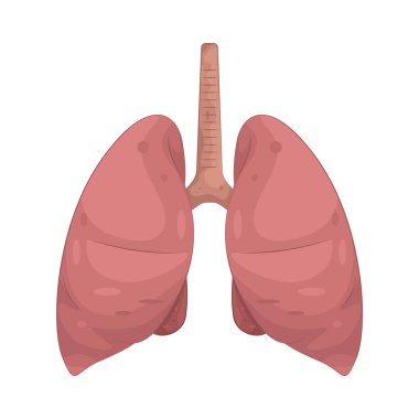 İnsan ciğerleri vücudun oksijen almasını ve nefes alırken karbondioksit salgılamasını sağlayan organlardır..