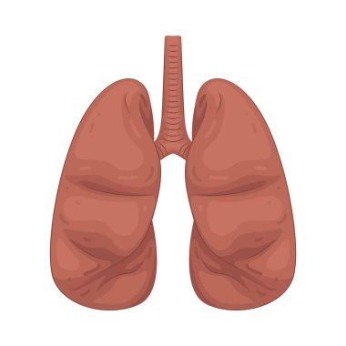 İnsan ciğerleri nefes almaktan sorumlu organlardır, vücudun oksijen almasını ve karbondioksit salgılamasını sağlar..