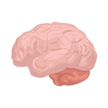 İnsan beyni düşünceleri, duyguları, hafızayı ve vücut fonksiyonlarını kontrol eden organdır..