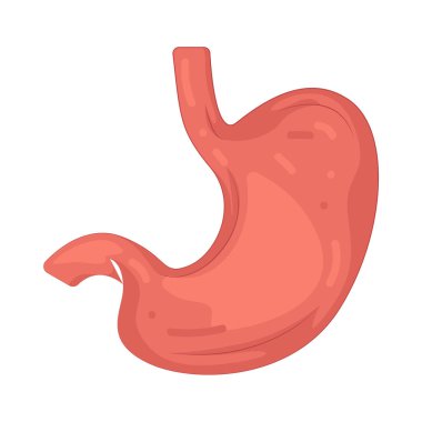 İnsan midesi, besinleri sindirmekten ve onları besinlere ayırmaktan sorumlu bir organdır..