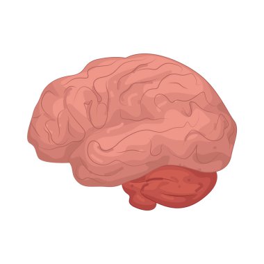 İnsan beyni, bedenin kontrol merkezidir. Düşüncelerden, hareketlerden, hafızadan ve duygulardan sorumludur..