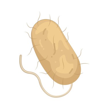 Bakteriler mikroskobik organizmalardır. Enfeksiyonlara ya da vücut fonksiyonlarına kendi türlerine göre değişirler..