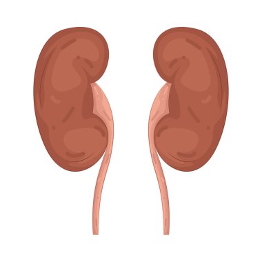 İnsan böbreği, atığı filtreleyen ve vücuttaki sıvıları dengeleyen fasulye şeklindeki bir organdır..