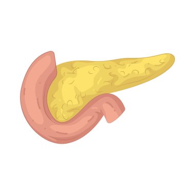 İnsan pankreası sindirime yardımcı olan ve kan şekerini düzenleyen bir bezdir..