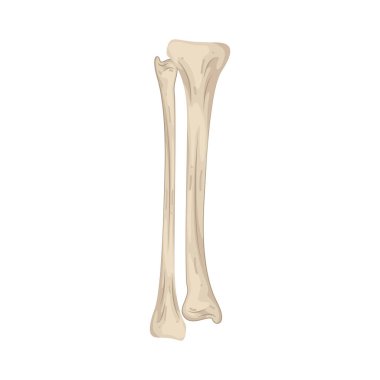 İnsan kaval kemiği ya da kaval kemiği, vücut ağırlığını destekleyen daha büyük bir alt bacak kemiğidir..