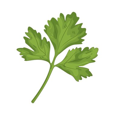 Maydanoz yaprağı aroma ve süsleme için kullanılan parlak, taze bir bitkidir..