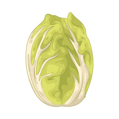 Çin lahanası yumuşak, yapraklı ve hafif aromalı bir sebzedir. Genellikle kızartma, çorba ve salatada kullanılır..