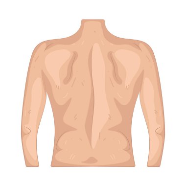 İnsan sırtı vücudun arka yüzeyi, omurga içerir ve destekleyici duruş ve harekettir..