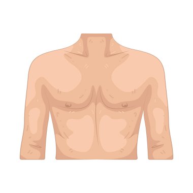 Gövde, insan vücudunun hayati organları barındıran ve uzuvları omurgaya bağlayan merkezidir..