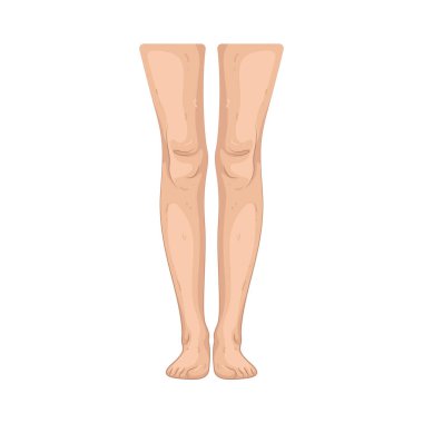 İnsan bacağı vücut ağırlığını destekleyen ve yürüme, koşma ve zıplama gibi hareketleri sağlayan bir uzuvdur..