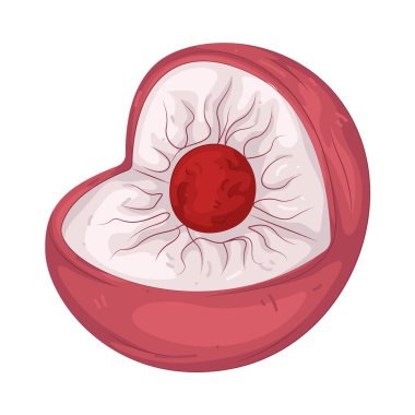 Hücre çekirdeği, genetik materyal içeren hücrenin kontrol merkezidir (DNA).).