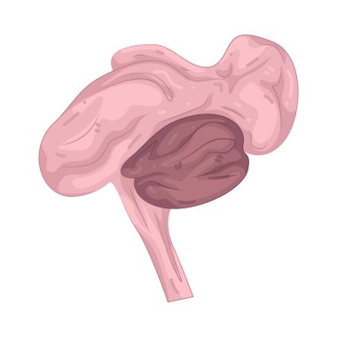 Hipotalamus, vücut ısısını, açlığı, hormonları ve diğer temel fonksiyonları kontrol eden küçük bir beyin bölgesidir..