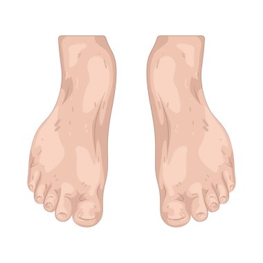 İnsan ayağı, bacağın alt kısmıdır. Yürürken ya da koşarken denge ve hareketi destekler..