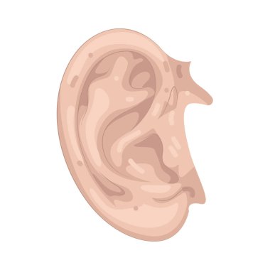 İnsan kulağı işitme ve dengeyi sağlamak için kullanılan organdır..