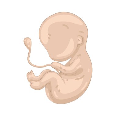 Fetüs, doğum öncesi gelişim ve oluşumu temsil eden, hamilelik sırasında rahimde gelişen insan hayatıdır..