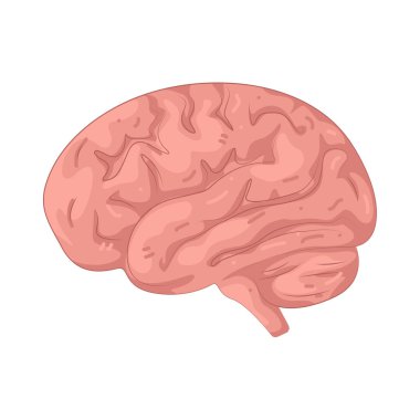 İnsan beyni vücudun kontrol merkezidir. Düşünceyi, hafızayı ve vücut fonksiyonlarını yönetir..